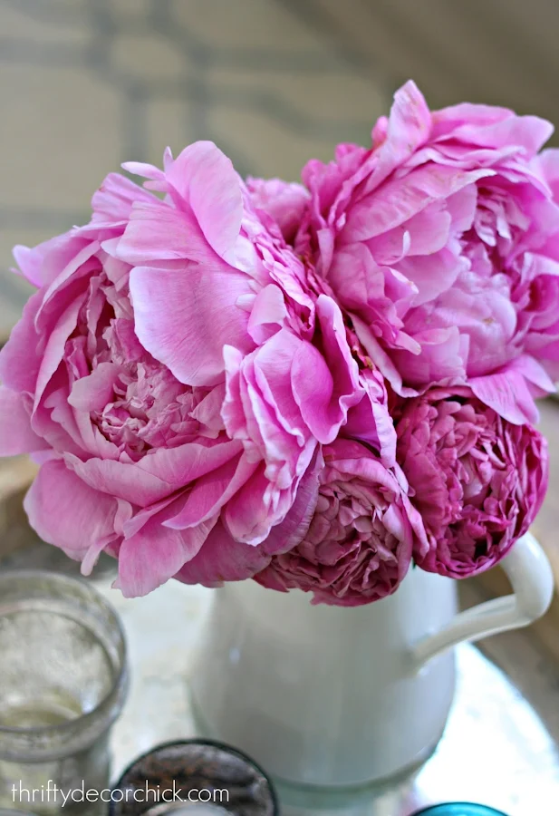 How to grow peonies