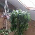 DIY hanging planters: 3 ways to make them from IKEA items 28 DIY hanging planters