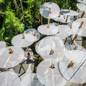 Structural Botany: 25AP-263-43 / Cheng Tsung FENG Design Studio - Image 4 of 20