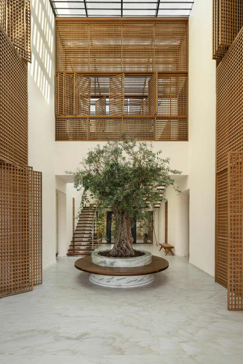 A large olive tree in a round planter is centered in a bright, modern atrium with wooden lattice walls and marble flooring.