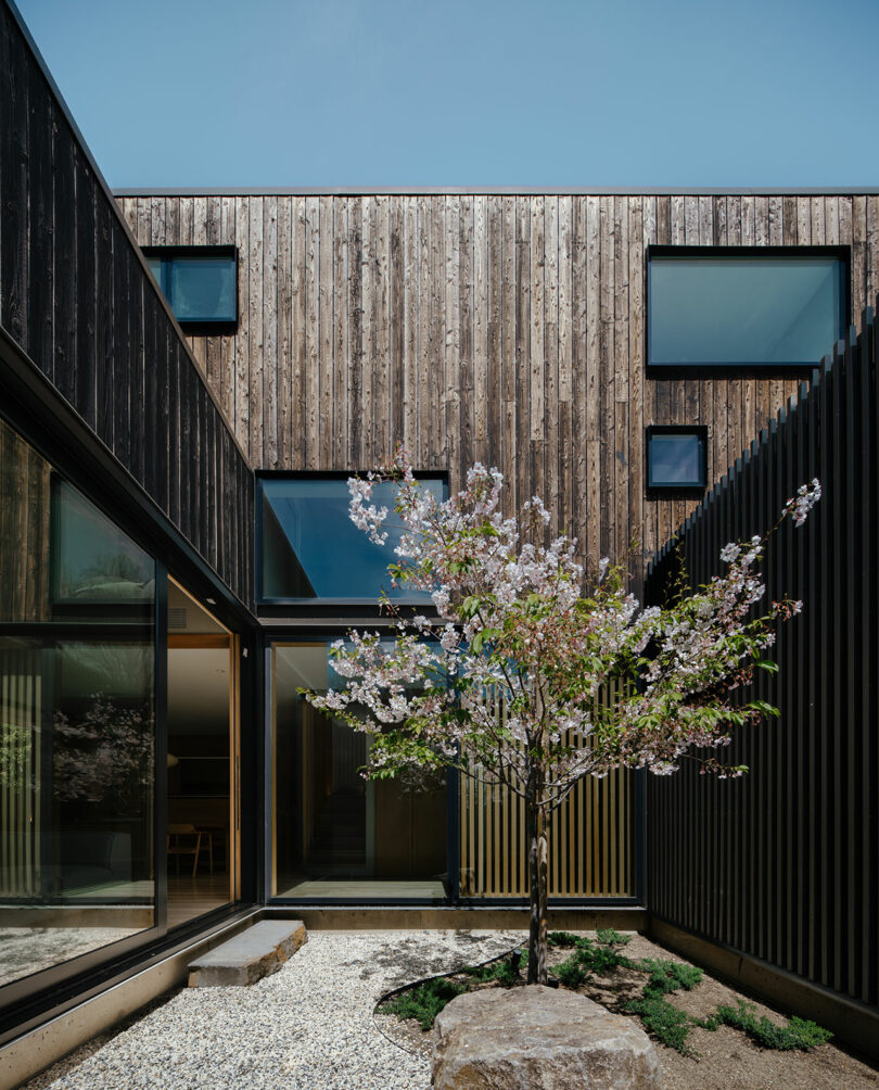 A small blossoming tree stands in a gravel courtyard surrounded by modern dark wood-paneled buildings with large windows.